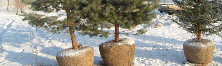 Особенности зимней посадки деревьев
