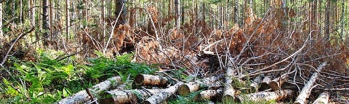 Чем чревата незаконная вырубка лесов? 