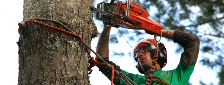 Как законно срубить дерево